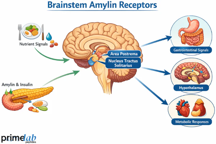 What is The Role of Brainstem Amylin Receptors Cagrilintide in Metabolic Signal Integration?