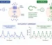How Does Tesamorelin Modulate Endocrine Dynamics Compared With Native GHRH?