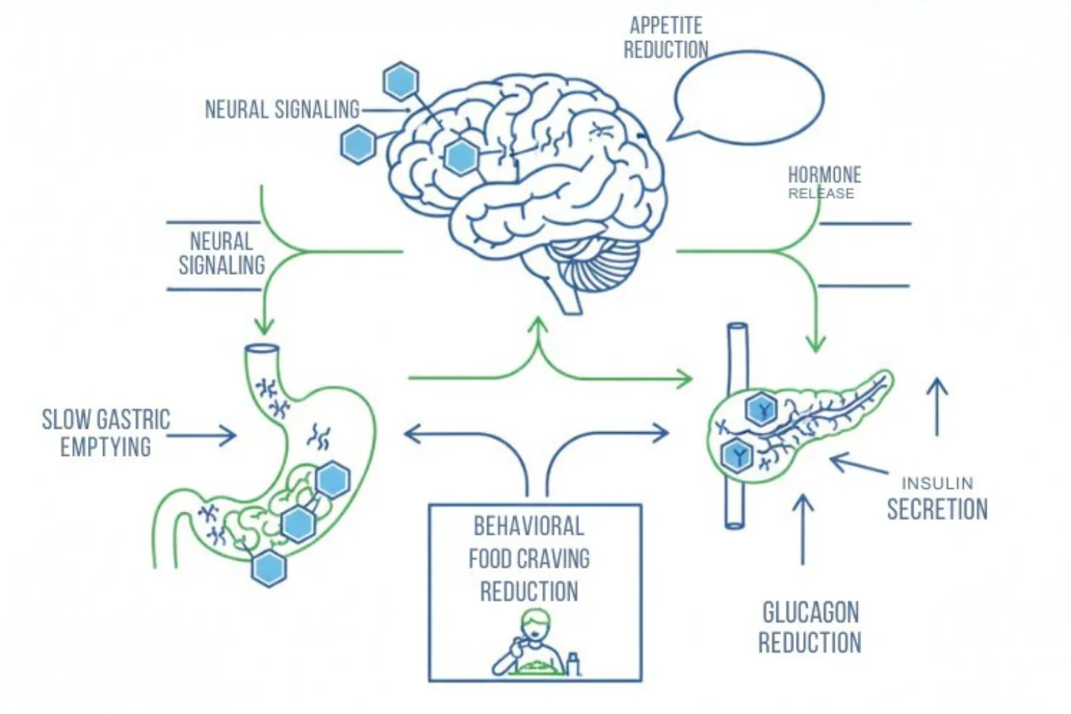 From Receptor Binding to Pathway Analysis — Proven Research Utility