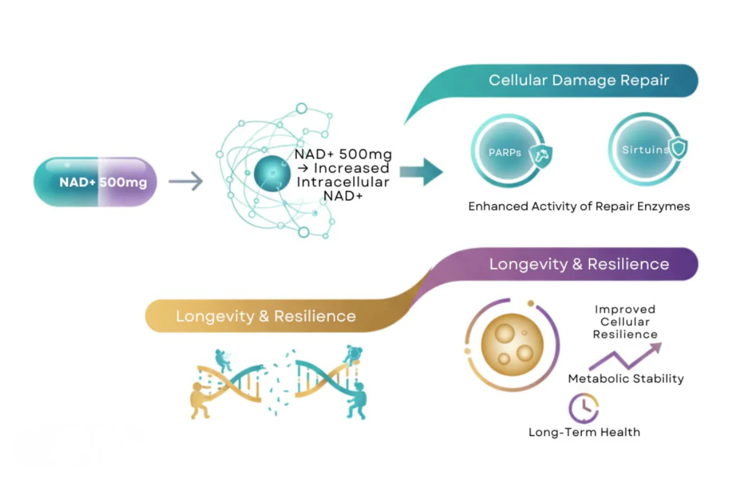 From Aging Biology to Metabolic Research — Expanding Frontiers