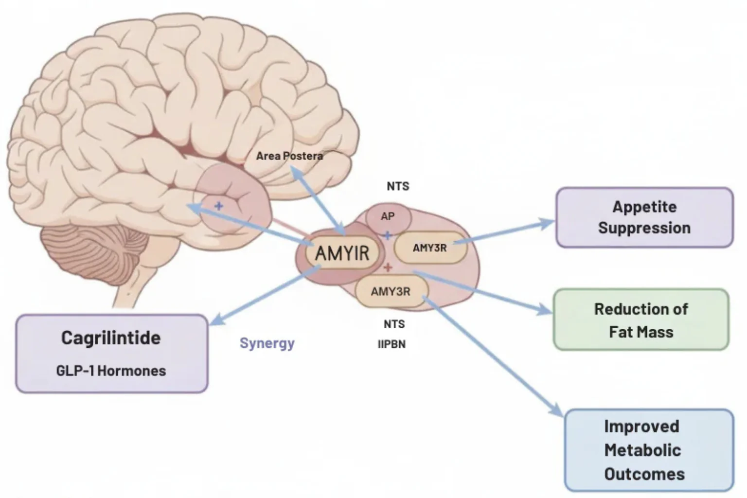 From Satiety Studies to Combination Metabolic Research